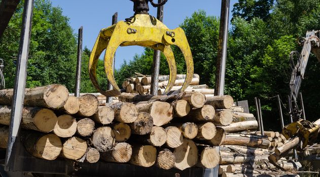 heavy equipment loading with clipper cut logs