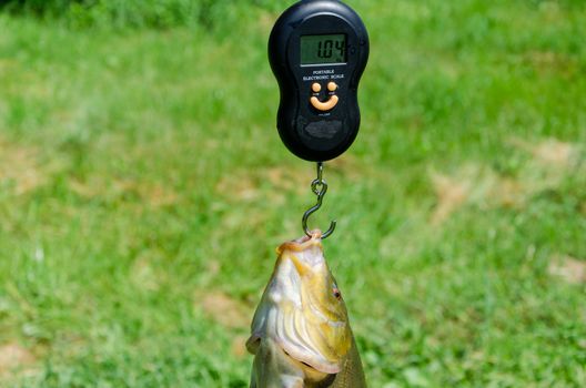 closeup big tench fish weight with scale.