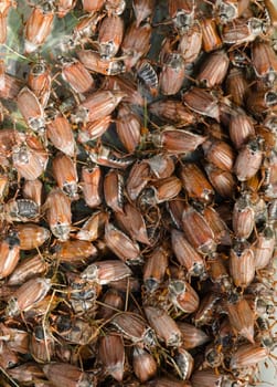 maybeetle bunch trying flies climb over each other