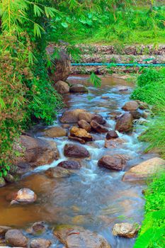 Forest creek running through the stones.