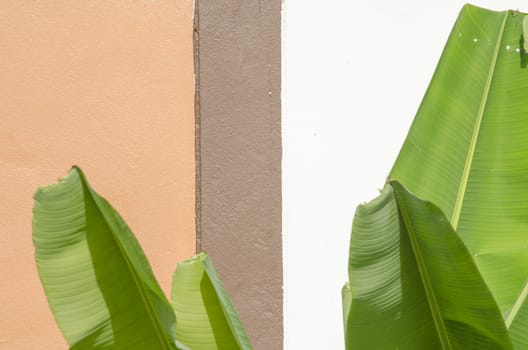 The Closeup Banana Leaf on Colorful Wall