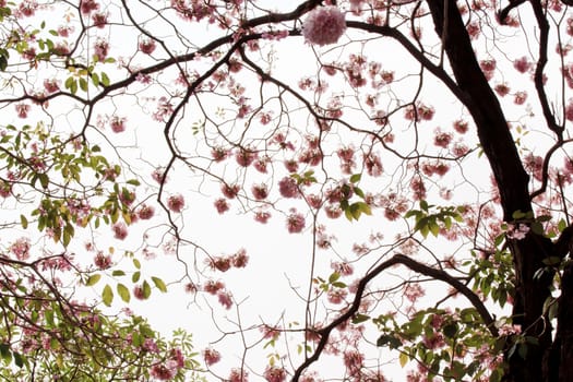 Pink Tabebuia flower blooming in Spring season.