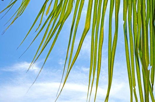 The Coconut Leaf with Cloudy Blue Sky