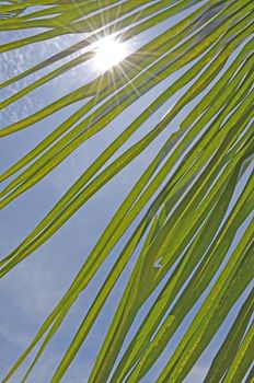 The Coconut Leaf with Sunshine and Blue Sky