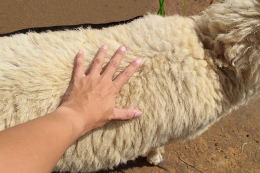 Use hand catch the wool of the sheep has a soft feel.