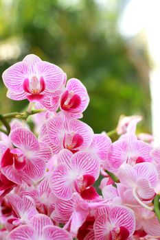 Orchid is a plant with beautiful flower