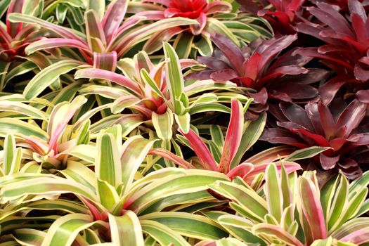 Bromeliads is a plant with beautiful leaves