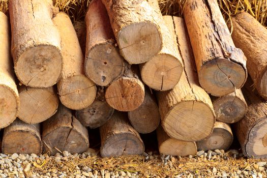 Stack of cut timber logs against.