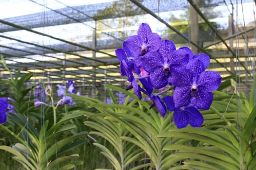 Orchid species of Vanda coerulea with blue color.