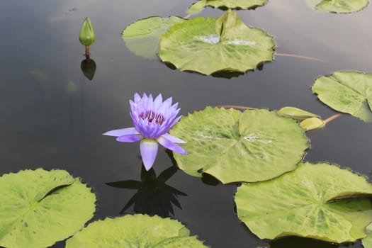 summer river with floating pink water lily.