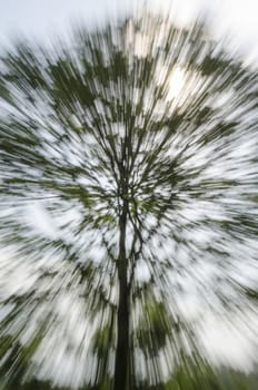 Zooming Tree