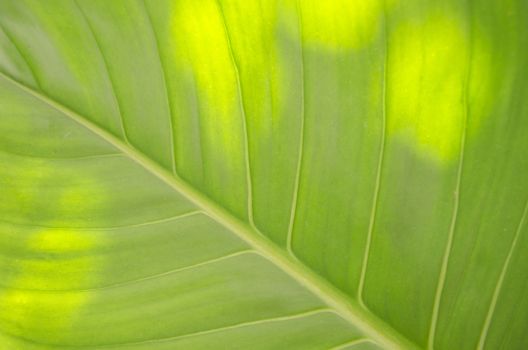 Colocasia esculenta (L.)Schott var. antiquorum (Schott) Hubb. et Rehder