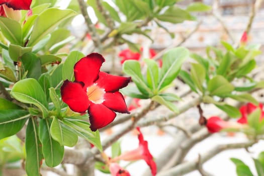 Floral background. Tropical flower Red Adenium. Desert rose