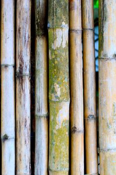 Bamboo background with many size dead and dry.