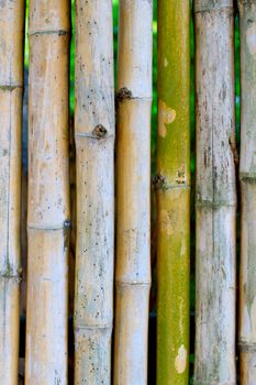 Bamboo background with many size dead and dry.