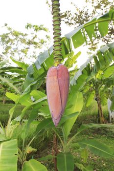 Banana flower eaten as delicious vegetable, Banana tree with a bunch of bananas.