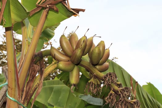 Close up shot of a Banana tree with a bunch of bananas.