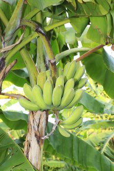 Close up shot of a Banana tree with a bunch of bananas.