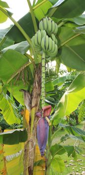 Close up shot of a Banana tree with a bunch of bananas.