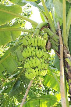 Close up shot of a Banana tree with a bunch of bananas.