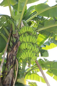 Close up shot of a Banana tree with a bunch of bananas.