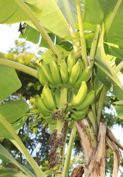 Close up shot of a Banana tree with a bunch of bananas.