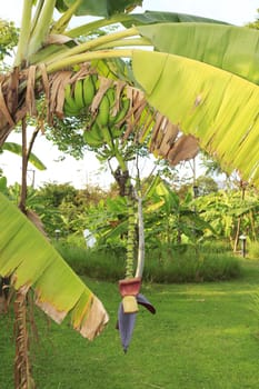 Close up shot of a Banana tree with a bunch of bananas.