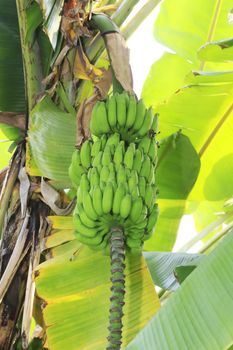 Close up shot of a Banana tree with a bunch of bananas.