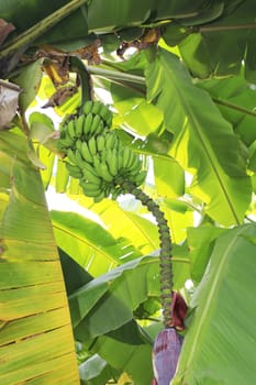 Close up shot of a Banana tree with a bunch of bananas.