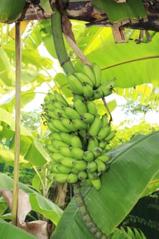 Close up shot of a Banana tree with a bunch of bananas.