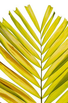 palm Leaf on the White Background