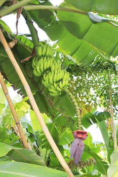 Close up shot of a Banana tree with a bunch of bananas.