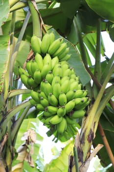 Close up shot of a Banana tree with a bunch of bananas.