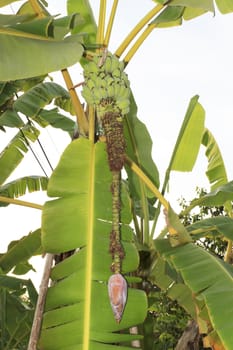 Close up shot of a Banana tree with a bunch of bananas.