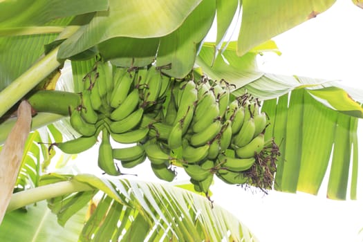 Close up shot of a Banana tree with a bunch of bananas.