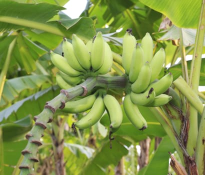 Close up shot of a Banana tree with a bunch of bananas.