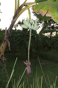 Close up shot of a Banana tree with a bunch of bananas.