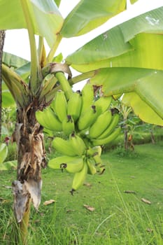 Close up shot of a Banana tree with a bunch of bananas.