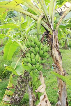 Close up shot of a Banana tree with a bunch of bananas.