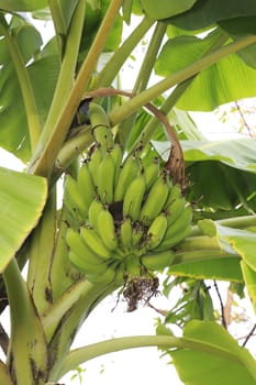 Close up shot of a Banana tree with a bunch of bananas.