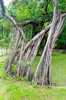 Long roots of the banyan tree in the garden.