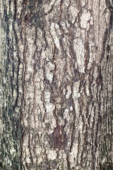 Texture shot of brown tree bark, closeup of cracked tree trunk.