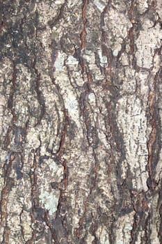 Texture shot of brown tree bark, closeup of cracked tree trunk.