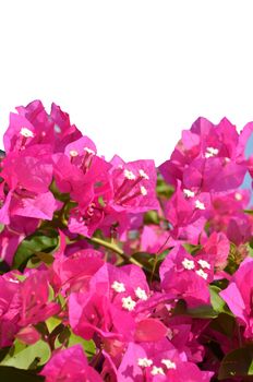 The Bougainvillea is a Climber of spectabilis Willd. of  
Nyctaginaceae.