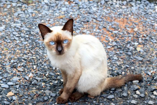 Cat with blue eyes and a stone background.