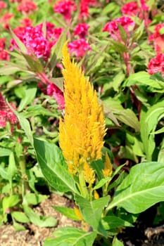 Bright yellow celosia plumosa flower clusters with green leaves 