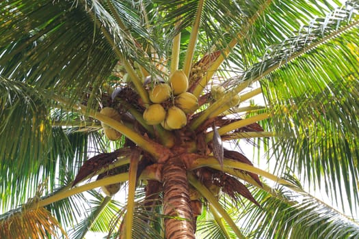 Green Coconut in park at BaanGrood, Thailand.