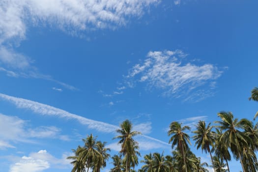 Palm trees with coconut under blue sky. 