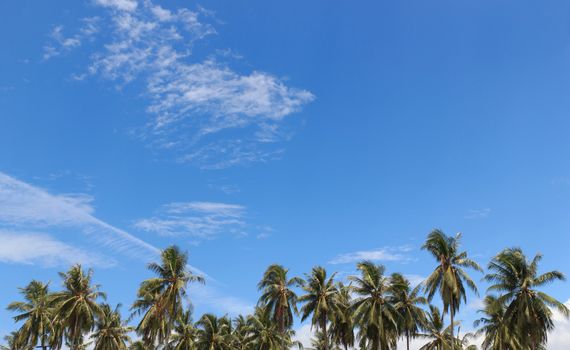 Palm trees with coconut under blue sky. 