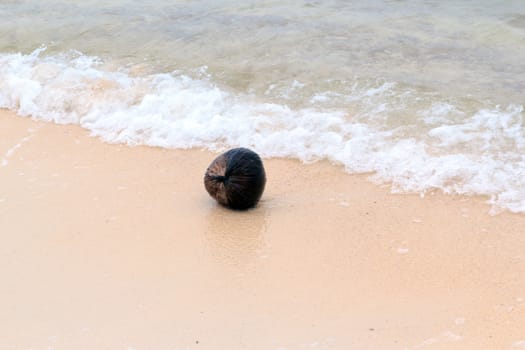 Coconut on the beach with the sea.